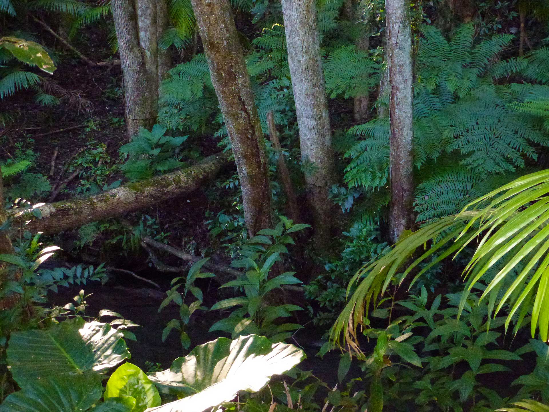 Paddys Creek