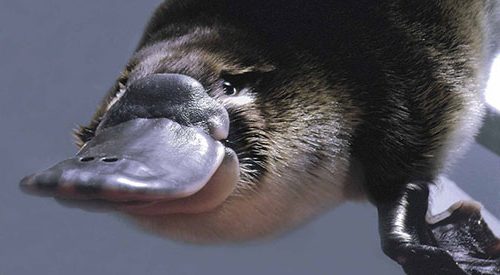 Platypus